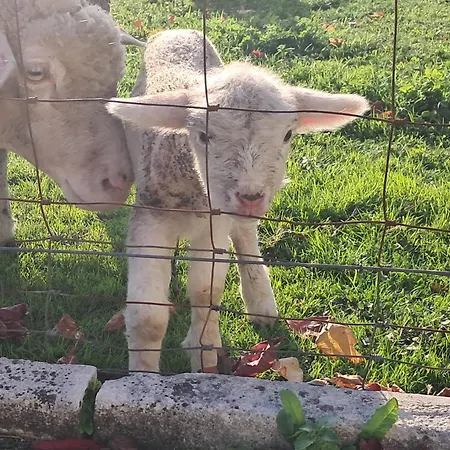 Casa de Férias Casa Da Anita Juncal (Leiria)